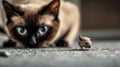 Siamese cat hunting to small mouse, beige brown pet playing at home, face of dangerous domestic animal background. Concept of Royalty Free Stock Photo