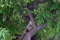 Siamese Cat Hunts Among The Branches Of A Tree