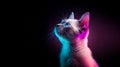 A Siamese cat illuminated by vibrant neon lights, gazes upwards with a dreamy expression.