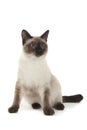 Siamese cat Royalty Free Stock Photo