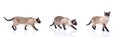 Siamese cat isolated on white background collection. Royalty Free Stock Photo