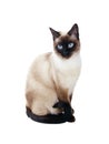 Siamese cat isolated on white Royalty Free Stock Photo