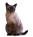 Siamese cat, isolated on white Royalty Free Stock Photo