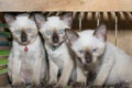 Siamese cat kitten in wood box Royalty Free Stock Photo