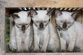 Siamese cat kitten in wood box Royalty Free Stock Photo