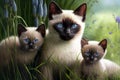 Siamese Cat With Kittens In The Grass. Generative AI