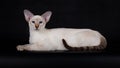 Siamese Cat laying down, on a black background Royalty Free Stock Photo