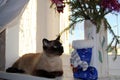 Siamese cat under the Christmas tree