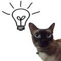 Siamese cat and light isolated
