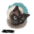 Siamese cat lilac point oriental Wichianmat landrace, cat native to Thailand known as Siam. Digital art illustration of pussy