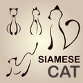 Siamese Cat Line Royalty Free Stock Photo