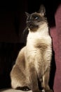 Siamese cat lit by sun