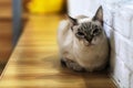 Siamese cat looking at camera Royalty Free Stock Photo