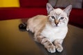 Siamese Cat Looking Royalty Free Stock Photo