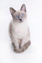 Siamese Cat Looking in Your Eyes