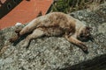 Siamese cat lying asleep on stone parapet