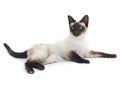 Siamese cat lying down Royalty Free Stock Photo