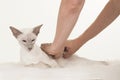 Siamese cat lying down getting a message on a white background Royalty Free Stock Photo