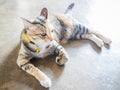 Siamese cat lying down leisure at home Royalty Free Stock Photo