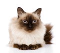 Siamese cat lying in front. on white background Royalty Free Stock Photo