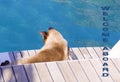 Siamese cat lying on sailing boat deck wooden floor watching fish in the sea water, lazy afternoon, sunny day, aqua blue