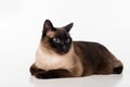 Siamese Cat Lying on the white desk. White background. Looking Right. Royalty Free Stock Photo