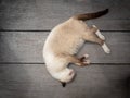 Siamese cat or Moon Diamond cat or Thai cat sleeping and laying of wooden floor