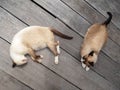Siamese cat or Moon Diamond cat or Thai cat sleeping and laying of wooden floor