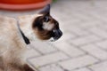 Siamese cat muzzle in profile