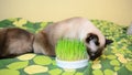 Siamese cat nibbling grass