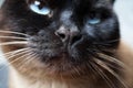 Siamese cat nose close-up