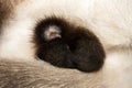 Cat testicles.Genitals of a Siamese cat. Background of Siamese cat eggs.The Siamese cat is not neutered.