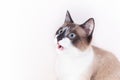 Siamese cat with open mouth isolated on the white background. thai cat Royalty Free Stock Photo
