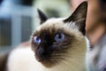 Siamese cat