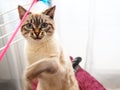 Siamese Cat playing with feathered pole toy Royalty Free Stock Photo