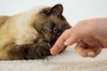 Siamese cat. Cat playing with a fingers. Black and white shorthair cat with blue almond-shaped eyes.