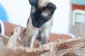 Siamese cat playing with paper