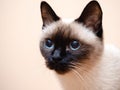 Siamese cat portrait look