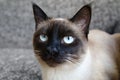 Siamese cat Royalty Free Stock Photo