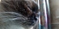 Siamese cat portrait closeup. Sleeping cat. Royalty Free Stock Photo