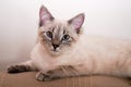 Siamese cat portrait on couch at home Royalty Free Stock Photo