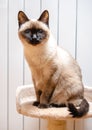 Siamese cat portrait looking at camera Royalty Free Stock Photo