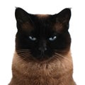 Siamese cat portrait with narrowed eyes and menacing look Royalty Free Stock Photo