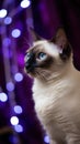 siamese cat portrait on a purple bokeh background Royalty Free Stock Photo