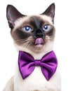 Siamese cat with purple bow tie licking nose on white background Royalty Free Stock Photo