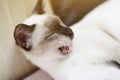 Siamese Cat relax and yawning on the table near window with sunlight