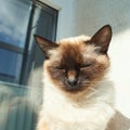 Siamese cat relaxing outdoors in sunlight near glass window Royalty Free Stock Photo