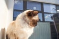 Siamese cat relaxing in sunlight by window with reflection and moon Royalty Free Stock Photo