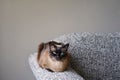 Siamese cat resting on couch armrest in living room Royalty Free Stock Photo