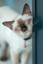 Siamese cat resting on the floor. Royalty Free Stock Photo